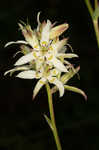 Sandbog deathcamas